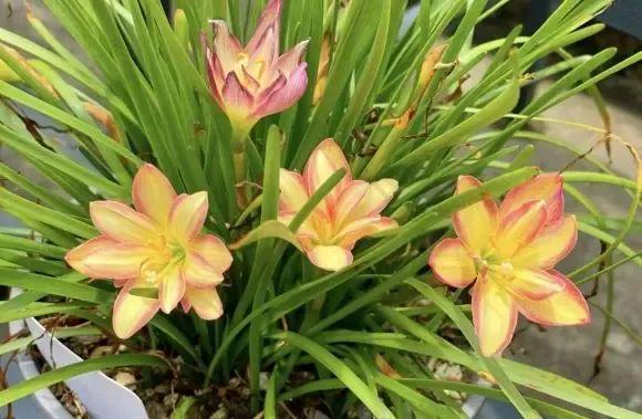 南方雨水多气温高很适合种风雨兰气温越高开花越多!